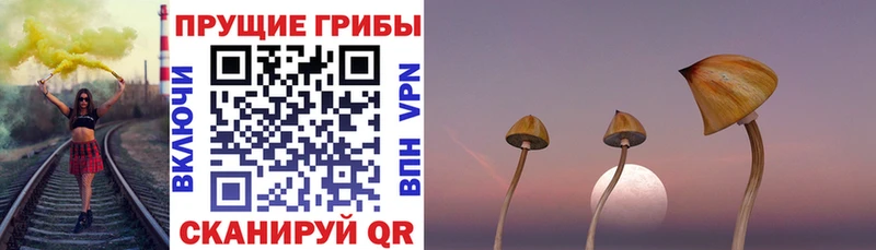 Галлюциногенные грибы Psilocybine cubensis  закладка  блэк спрут сайт  Щёкино 